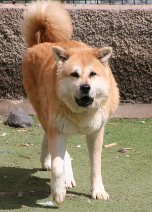 Maia - fröhliche Mischlingshündin sucht ihr Zuhause