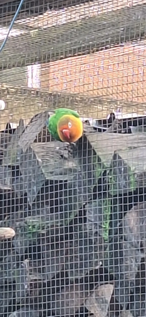 Agaponiden|Unzertrennliche|Pfirsichköpfchen 