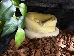 Boa Constrictor imperator 1.0 Moonglow
