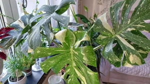 Monstera Thai Constellation 