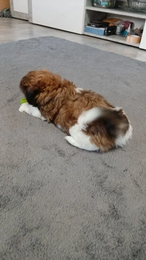 Shih-Tzu Welpen Abholbereit. 
