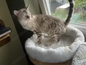Reinrassige Bengal kitten Braun Tebby oder Snow Mink 