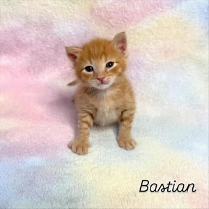 Liebevolle Kitten suchen bald ein neues Zuhause