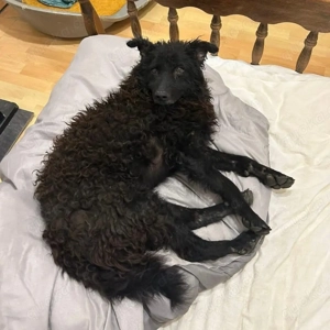 Frida, bildhübsch, wünscht sich nach so langer Zeit im Tierheim endlich ein Zuhause Bild 6