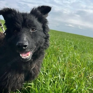 Frida, bildhübsch, wünscht sich nach so langer Zeit im Tierheim endlich ein Zuhause Bild 5