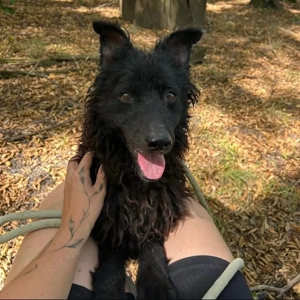 Frida, bildhübsch, wünscht sich nach so langer Zeit im Tierheim endlich ein Zuhause Bild 3
