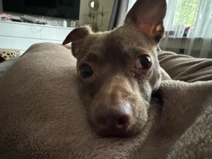 Chihuahua Mix 2,5 Jahre sucht neues Zuhause
