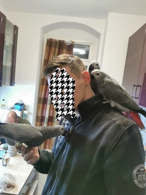 Wunderschöne junge Graupapageien (männlich)   Handaufzucht, getestet, mit Papieren Bild 9