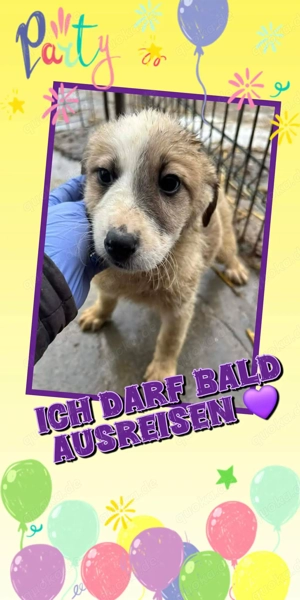 wunderschöner Welpenjunge "Hardy" möchte endlich ausreisen und sucht eine Familie