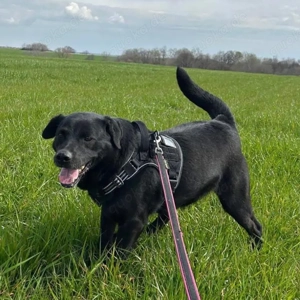 John, kleiner Labrador Mischling, sucht dringend ein Zuhause Bild 3