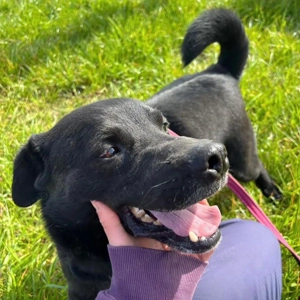 John, kleiner Labrador Mischling, sucht dringend ein Zuhause Bild 4