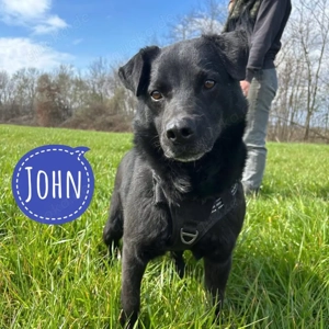 John, kleiner Labrador Mischling, sucht dringend ein Zuhause
