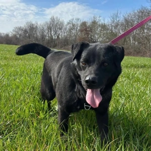John, kleiner Labrador Mischling, sucht dringend ein Zuhause Bild 5
