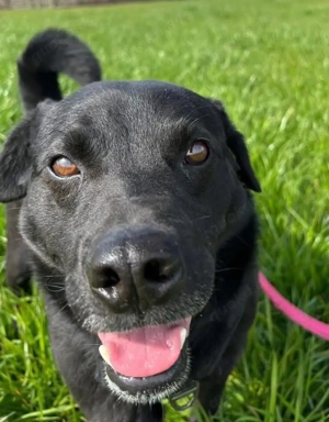 John, kleiner Labrador Mischling, sucht dringend ein Zuhause Bild 2