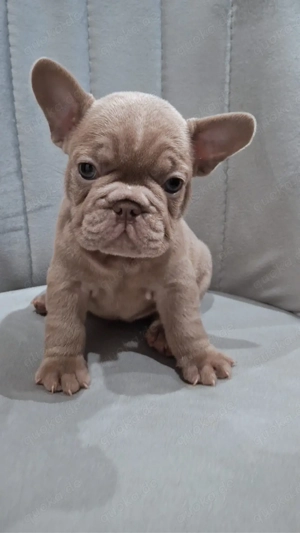 Französische Bulldogge Rüde