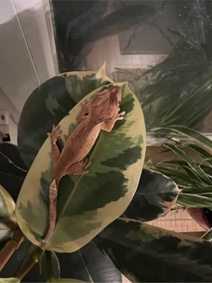 Kronengecko 1.0 Correlophus ciliatus Bild 7