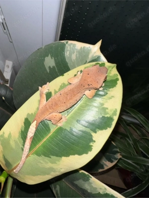 Kronengecko 1.0 Correlophus ciliatus Bild 4