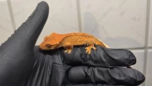 Kronengecko Tangerine 0.0.1