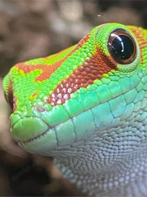 Phelsuma Grandis    , großer Madagaskar Taggecko 1.0.0