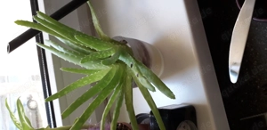 2 Aloe Vera Ableger zu Verkaufen