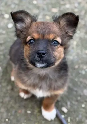 Julitschka: Kleines munteres Welpenmädchen