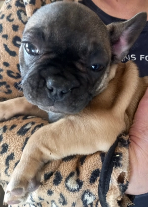 French Bullys Welpen