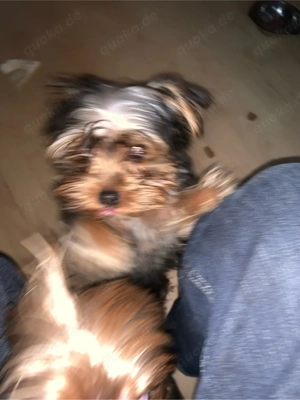 york shiere terrier welpe mächen 