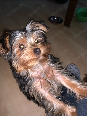 york shiere terrier welpe mächen 