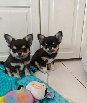 Reinrassige Chihuahua-Welpen   2 Mädchen & 2 Jungs