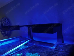 Meerwasser Aquarium Aqua Medic 375xd Komplett mit sehr viel Zubehör 