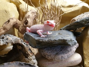 Schönes Leopardgecko Mädchen 