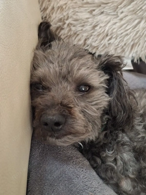 Ruhiges Zuhause bei älterer Frau gesucht