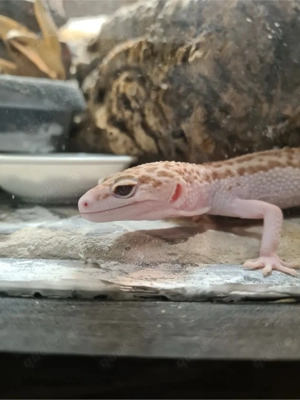Schönes Leopardgecko Mädchen