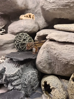 Black Night Leopardgecko weiblich