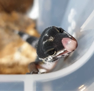Schönes Leopardgecko Mädchen