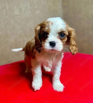 Cavalier King Charles Spaniel Welpen