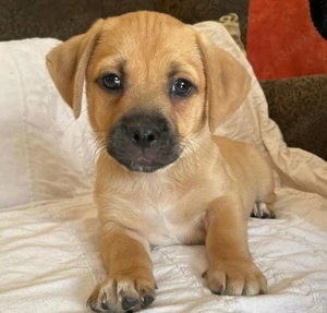 Kleine Rasselbande sucht Adoptiveltern 