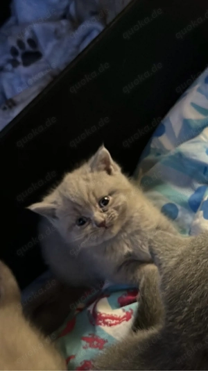 BKH Katzen zu verkaufen 