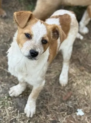 Phil   verlassener Welpenjunge sucht sein Glück