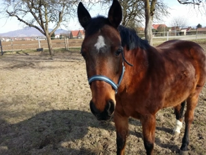 braves Beistellpony abzugeben 