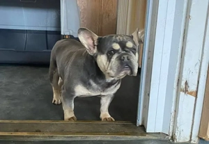 Beatrix,29.3. PS 40883 Ratingen, eine ganz feine unkomplizierte französische Bulldoggen-Dame