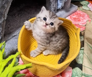 Bkh reinrassige kurzhaar 