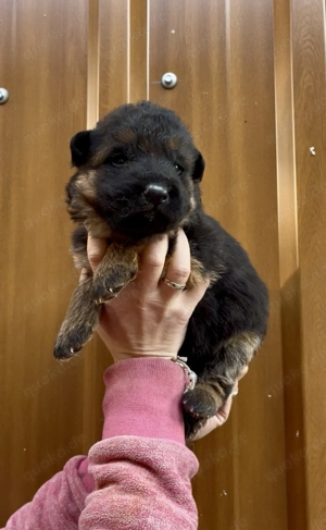 Deutsche Schäferhundwelpen Hündinnen suchen ihr neues zu Hause