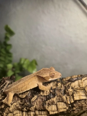 Kronengecko 