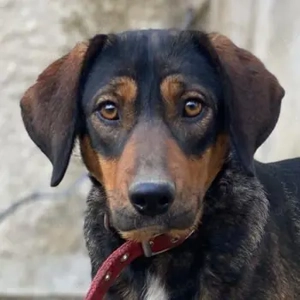 Zona, geb. ca. 11 2022, lebt in GRIECHENLAND, auf einer privaten Pflegestelle 