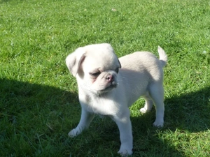 Altdeutsche Mops Welpen frei atmend, mit Stammbaum