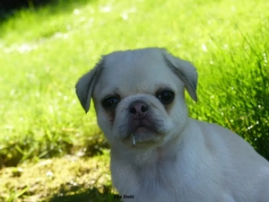 Altdeutsche Mops Welpen frei atmend, mit Stammbaum