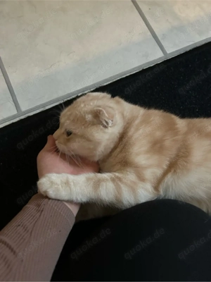 Süßen Kater abzugeben 