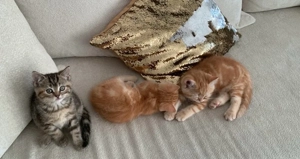 Süße Kitten suchen ein liebevolles Zuhause