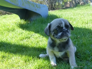 Altdeutsche Mops Welpen frei atmend, mit Stammbaum